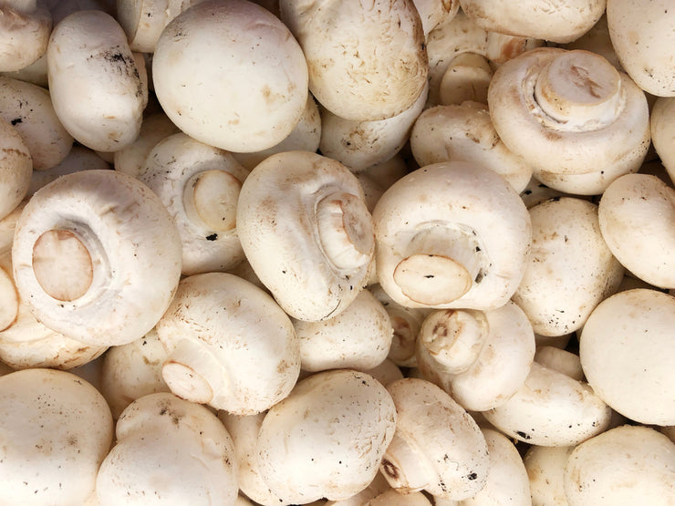 Champignon Mushrooms gr100